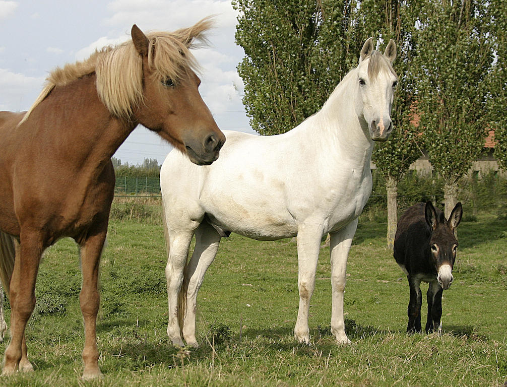 Gîte de La Ferme des Crins Blancs Hazebrouck Chambre photo