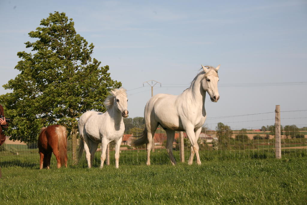 Gîte de La Ferme des Crins Blancs Hazebrouck Extérieur photo