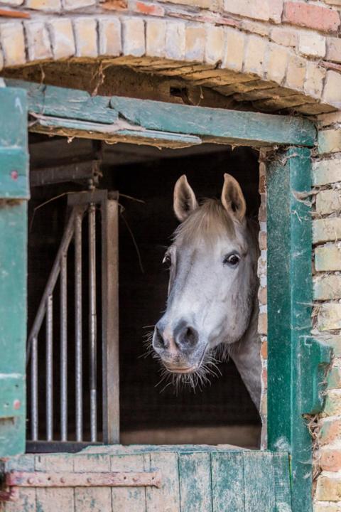 Gîte de La Ferme des Crins Blancs Hazebrouck Extérieur photo