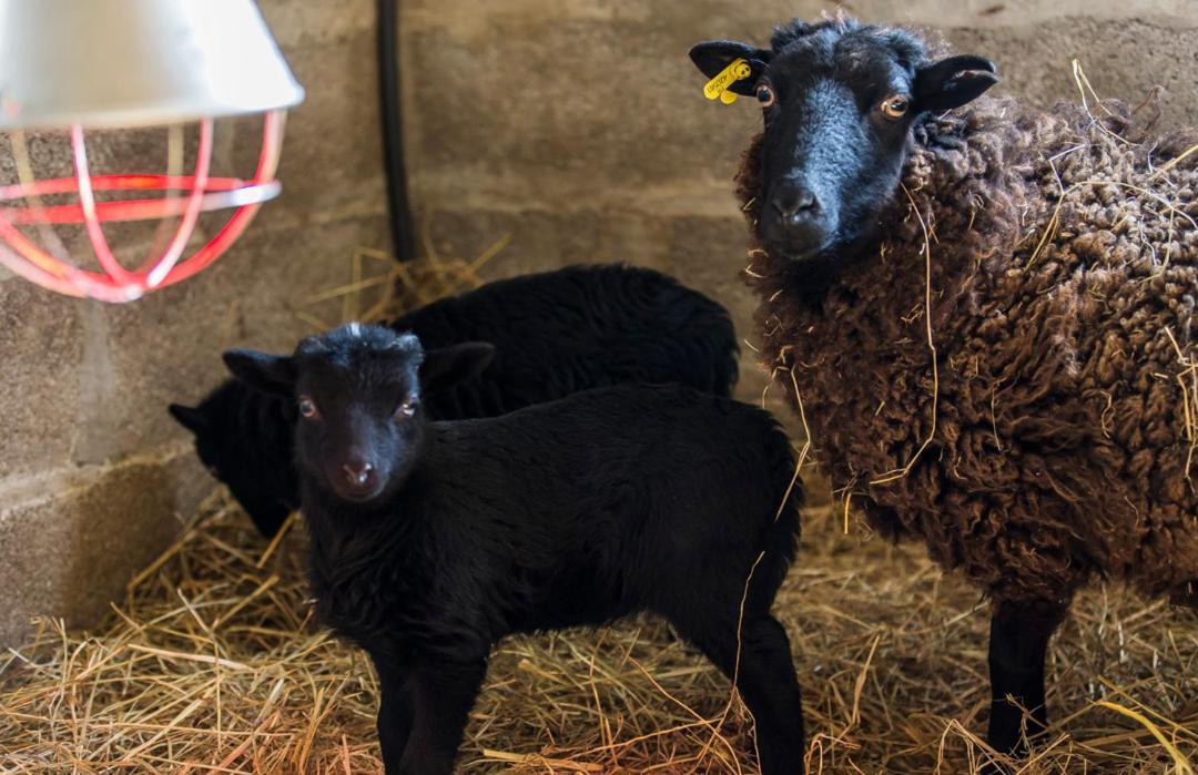 Gîte de La Ferme des Crins Blancs Hazebrouck Extérieur photo